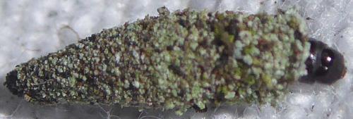 Réf. 245 831 : Dahlica sp.